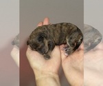 Small #12 Bernedoodle (Miniature)