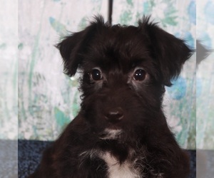 Yo-Chon Puppy for sale in MOUNT VERNON, OH, USA