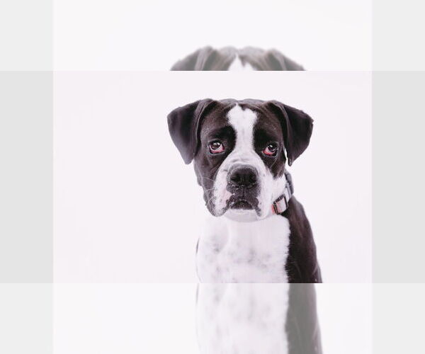 Medium Photo #6 Boxer Puppy For Sale in Austin, TX, USA