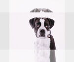 Small #5 Boxer