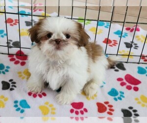 Shih Tzu Puppy for sale in ORO VALLEY, AZ, USA