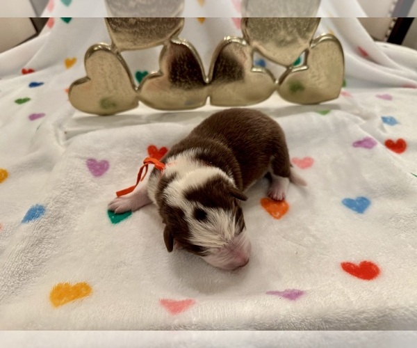 Medium Photo #24 Border Collie Puppy For Sale in MARYVILLE, TN, USA