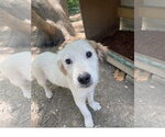 Small #2 Mutt