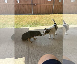 Dolly - Female Mutt Dog for Adoption - Photo #6
