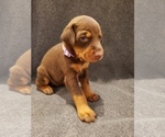 Small Photo #6 Doberman Pinscher Puppy For Sale in RIVERSIDE, CA, USA