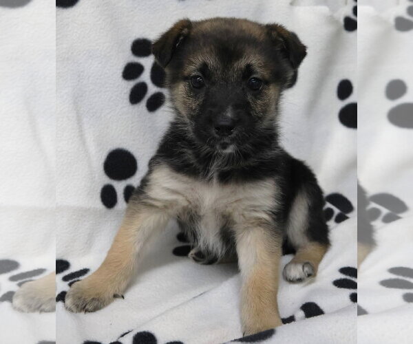 Medium Photo #4 Shepradors Puppy For Sale in Princeton, MN, USA
