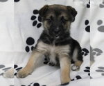 Small Photo #4 Shepradors Puppy For Sale in Princeton, MN, USA