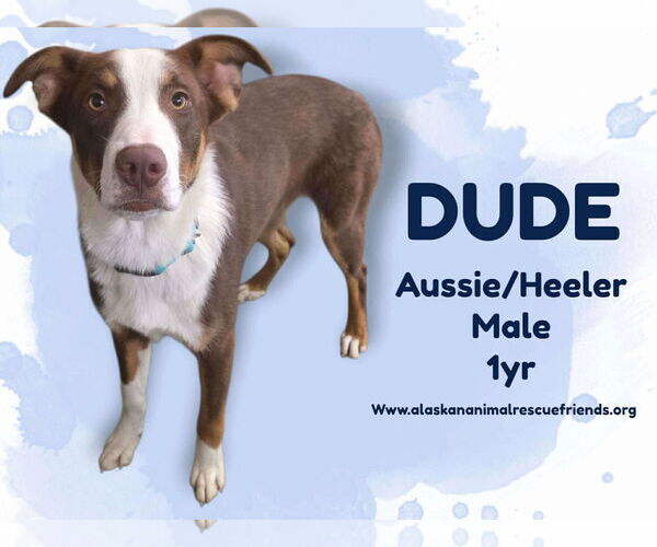 Medium Photo #1 Australian Shepherd-Unknown Mix Puppy For Sale in Anchorage, AK, USA