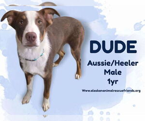 Australian Shepherd-Unknown Mix Dogs for adoption in Anchorage, AK, USA