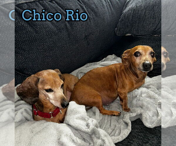 Medium Photo #7 Dachshund Puppy For Sale in San Antonio, TX, USA
