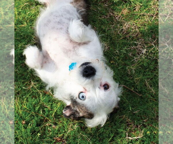 Medium Photo #4 Australian Shepherd-Unknown Mix Puppy For Sale in Canton, CT, USA