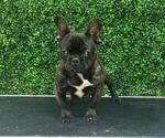 Small Photo #26 French Bulldog Puppy For Sale in PORTLAND, ME, USA