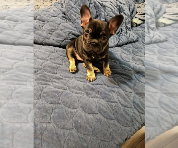 Medium Photo #1 French Bulldog Puppy For Sale in WASHINGTON, NC, USA