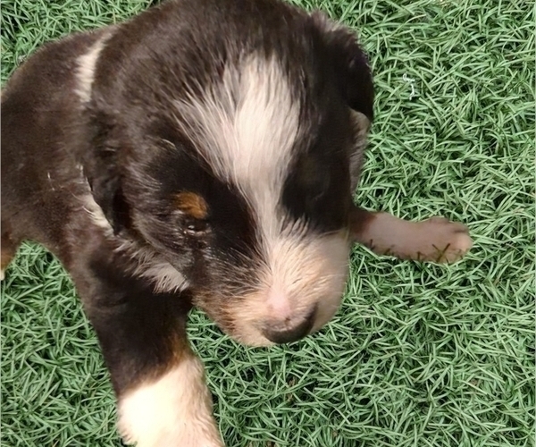 Medium Photo #64 Australian Shepherd Puppy For Sale in SYLVA, NC, USA