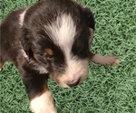 Small Photo #64 Australian Shepherd Puppy For Sale in SYLVA, NC, USA