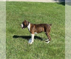 Boxer Puppy for sale in HOFFMAN EST, IL, USA