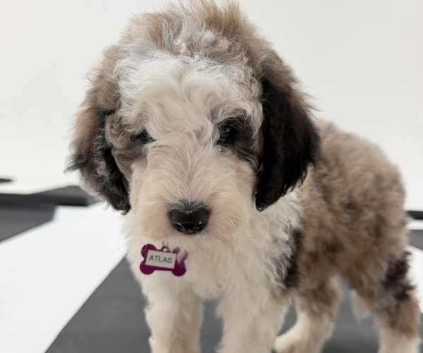 Medium Photo #10 Sheepadoodle Puppy For Sale in HUNTINGTON BEACH, CA, USA