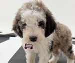 Small #9 Sheepadoodle
