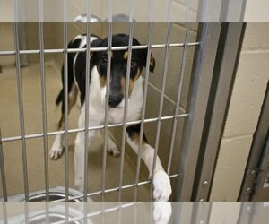 Mutt Dogs for adoption in Decatur, IL, USA