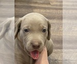 Small Photo #1 Weimaraner Puppy For Sale in POINT ROBERTS, WA, USA