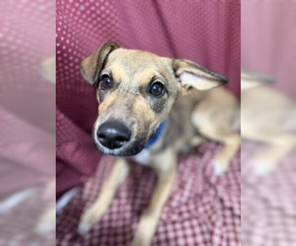 Medium Photo #7 Jack Russell Terrier-Unknown Mix Puppy For Sale in Pleasanton, TX, USA