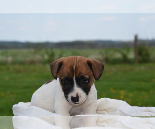 Medium Photo #2 Jack Russell Terrier Puppy For Sale in ORRVILLE, OH, USA