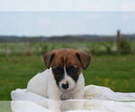 Small #1 Jack Russell Terrier