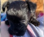 Small Photo #15 Pomeranian-Poodle (Toy) Mix Puppy For Sale in ST GEORGE, UT, USA