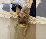 Small French Bulldog Mix