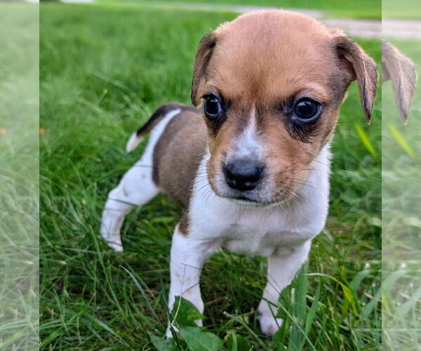 Medium Photo #8 Beagle Puppy For Sale in Brooklyn Center, MN, USA