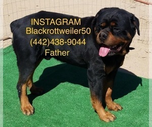 Rottweiler Puppy for sale in VICTORVILLE, CA, USA