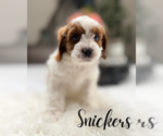 Small #4 Cavapoo (Miniature)