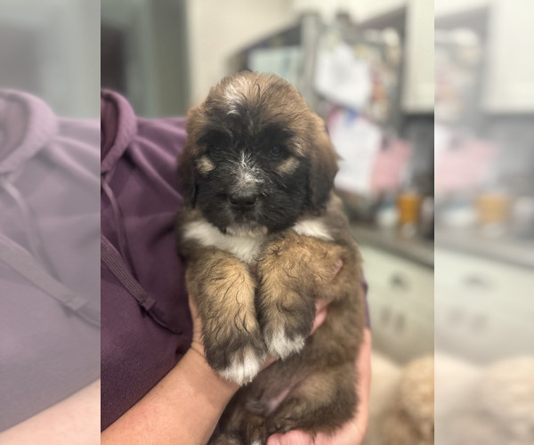 Medium Photo #1 Saint Berdoodle Puppy For Sale in SAINT JOSEPH, MO, USA