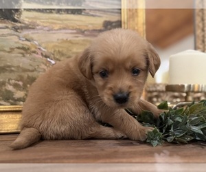 Golden Retriever Puppy for sale in FORDLAND, MO, USA