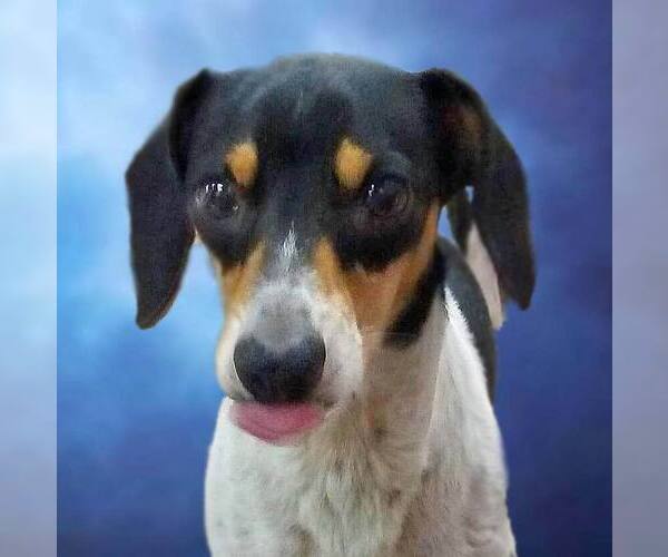 Medium Photo #10 Dachshund-Unknown Mix Puppy For Sale in San Antonio, TX, USA