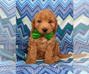 Goldendoodle-Poodle (Miniature) Mix Puppy for sale in KIRKWOOD, PA, USA