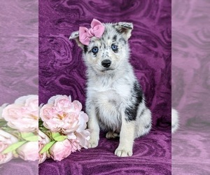 Pomsky Puppy for sale in QUARRYVILLE, PA, USA