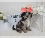 Small Photo #1 Aussiedoodle Miniature  Puppy For Sale in COLLEGE STA, TX, USA