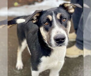 Catahoula Leopard Dog-Unknown Mix Dogs for adoption in Canton, CT, USA