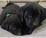 Small #30 Labrador Retriever