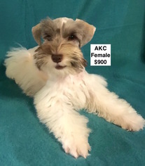 Schnauzer (Miniature) Puppy for sale in SMITHVILLE, MS, USA
