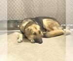 Small #1 German Shepherd Dog