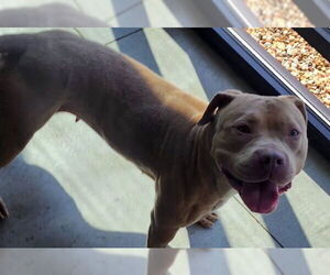 American Pit Bull Terrier Dogs for adoption in Decatur, IL, USA