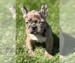 Small #3 Faux Frenchbo Bulldog