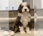 Small Photo #1 Miniature Bernedoodle Puppy For Sale in IRVINE, CA, USA