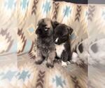 Small Photo #2 Alusky-Dutch Shepherd Dog Mix Puppy For Sale in VINTONDALE, PA, USA