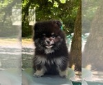 Small Pomeranian