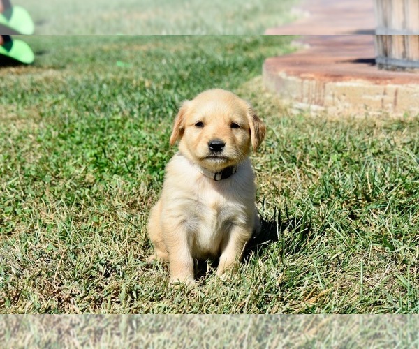 Medium Photo #1 Golden Retriever Puppy For Sale in FORDLAND, MO, USA