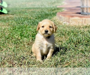 Golden Retriever Puppy for sale in FORDLAND, MO, USA