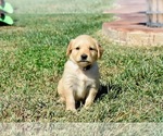 Image preview for Ad Listing. Nickname: Honey